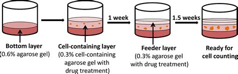 self-renewal test growth in soft agar|Soft Agar Assay Protocol .